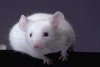 Naučnici uspjeli zaustaviti proces starenja kod miševa