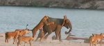  VIDEO: Mladunče slona napalo 14 lavova, da li se izborio? 